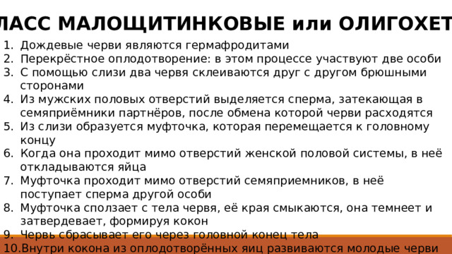 КЛАСС МАЛОЩИТИНКОВЫЕ или ОЛИГОХЕТЫ Дождевые черви являются гермафродитами Перекрёстное оплодотворение: в этом процессе участвуют две особи С помощью слизи два червя склеиваются друг с другом брюшными сторонами Из мужских половых отверстий выделяется сперма, затекающая в семяприёмники партнёров, после обмена которой черви расходятся Из слизи образуется муфточка, которая перемещается к головному концу Когда она проходит мимо отверстий женской половой системы, в неё откладываются яйца Муфточка проходит мимо отверстий семяприемников, в неё поступает сперма другой особи Муфточка сползает с тела червя, её края смыкаются, она темнеет и затвердевает, формируя кокон Червь сбрасывает его через головной конец тела Внутри кокона из оплодотворённых яиц развиваются молодые черви (прямое развитие) 