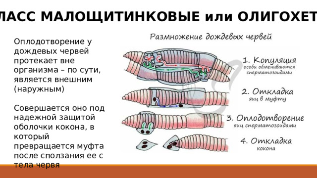 КЛАСС МАЛОЩИТИНКОВЫЕ или ОЛИГОХЕТЫ Оплодотворение у дождевых червей протекает вне организма – по сути, является внешним (наружным) Совершается оно под надежной защитой оболочки кокона, в который превращается муфта после сползания ее с тела червя 