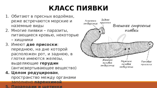 КЛАСС ПИЯВКИ Обитают в пресных водоёмах, реже встречаются морские и наземные виды Многие пиявки – паразиты, питающиеся кровью, некоторые – хищники Имеют две присоски : переднюю, на дне которой расположен рот, и заднюю, в глотке имеются железы, выделяющие герудин (антисвертывающее вещество) Целом редуцирован , пространство между органами заполнено паренхимой Параподии и щетинки отсутствуют Гермафродиты , для них характерно прямое развитие 