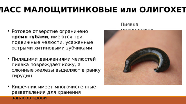 КЛАСС МАЛОЩИТИНКОВЫЕ или ОЛИГОХЕТЫ Пиявка медицинская Ротовое отверстие ограничено тремя губами , имеются три подвижные челюсти, усаженные острыми хитиновыми зубчиками Пилящими движениями челюстей пиявка повреждает кожу, а слюнные железы выделяют в ранку гирудин Кишечник имеет многочисленные разветвления для хранения запасов крови 