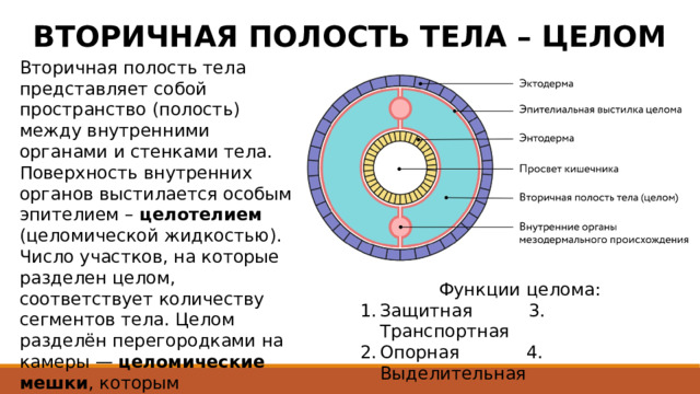 ВТОРИЧНАЯ ПОЛОСТЬ ТЕЛА – ЦЕЛОМ Вторичная полость тела представляет собой пространство (полость) между внутренними органами и стенками тела. Поверхность внутренних органов выстилается особым эпителием – целотелием (целомической жидкостью). Число участков, на которые разделен целом, соответствует количеству сегментов тела. Целом разделён перегородками на камеры — целомические мешки , которым соответствует наружная сегментация.  Функции целома: Защитная 3. Транспортная Опорная 4. Выделительная 
