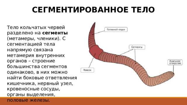 СЕГМЕНТИРОВАННОЕ ТЕЛО Тело кольчатых червей разделено на сегменты (метамеры, членики). С сегментацией тела напрямую связана метамерия внутренних органов – строение большинства сегментов одинаково, в них можно найти боковые ответвления кишечника, нервный узел, кровеносные сосуды, органы выделения, половые железы. 
