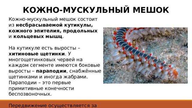 КОЖНО-МУСКУЛЬНЫЙ МЕШОК Кожно-мускульный мешок состоит из несбрасываемой кутикулы, кожного эпителия, продольных и кольцевых мышц . На кутикуле есть выросты – хитиновые щетинки . У многощетинковых червей на каждом сегменте имеются боковые выросты – параподии , снабжённые щетинками и иногда жабрами. Параподии – это первые примитивные конечности беспозвоночных. Передвижение осуществляется за счёт сокращения мускулатуры у одних видов и движений параподий у других. 