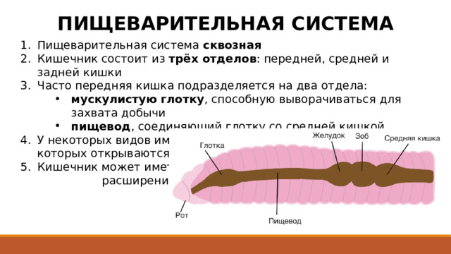 ПИЩЕВАРИТЕЛЬНАЯ СИСТЕМА Пищеварительная система сквозная Кишечник состоит из трёх отделов : передней, средней и задней кишки Часто передняя кишка подразделяется на два отдела: мускулистую глотку , способную выворачиваться для захвата добычи пищевод , соединяющий глотку со средней кишкой мускулистую глотку , способную выворачиваться для захвата добычи пищевод , соединяющий глотку со средней кишкой мускулистую глотку , способную выворачиваться для захвата добычи пищевод , соединяющий глотку со средней кишкой У некоторых видов имеются слюнные железы , протоки которых открываются в полость передней кишки Кишечник может иметь расширения (зоб, желудок) 