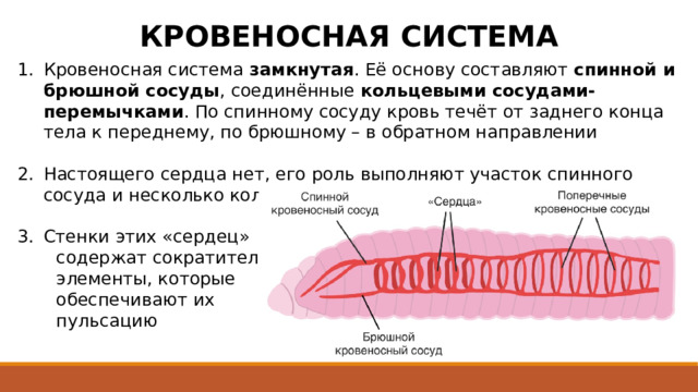 КРОВЕНОСНАЯ СИСТЕМА Кровеносная система замкнутая . Её основу составляют спинной и брюшной сосуды , соединённые кольцевыми сосудами-перемычками . По спинному сосуду кровь течёт от заднего конца тела к переднему, по брюшному – в обратном направлении Настоящего сердца нет, его роль выполняют участок спинного сосуда и несколько кольцевых сосудов в переднем конце тела. Стенки этих «сердец»  содержат сократительные  элементы, которые  обеспечивают их  пульсацию 