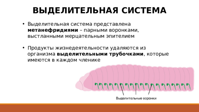 ВЫДЕЛИТЕЛЬНАЯ СИСТЕМА Выделительная система представлена метанефридиями – парными воронками, выстланными мерцательным эпителием Продукты жизнедеятельности удаляются из организма выделительными трубочками , которые имеются в каждом членике 