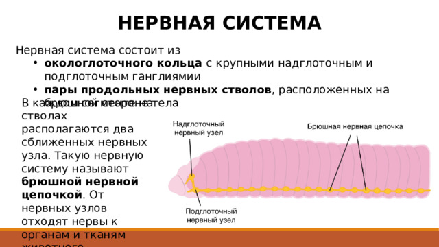 НЕРВНАЯ СИСТЕМА Нервная система состоит из окологлоточного кольца с крупными надглоточным и подглоточным ганглиямии пары продольных нервных стволов , расположенных на брюшной стороне тела окологлоточного кольца с крупными надглоточным и подглоточным ганглиямии пары продольных нервных стволов , расположенных на брюшной стороне тела В каждом сегменте на стволах располагаются два сближенных нервных узла. Такую нервную систему называют брюшной нервной цепочкой . От нервных узлов отходят нервы к органам и тканям животного. 
