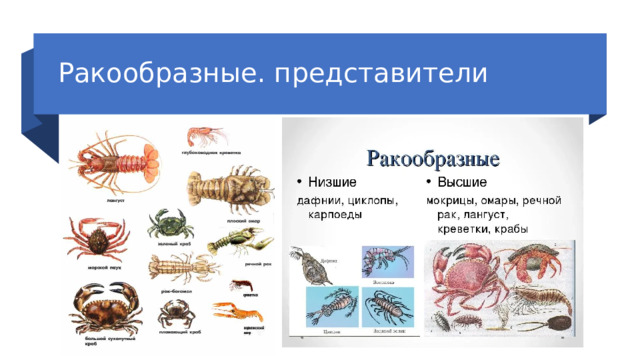 Ракообразные. представители 