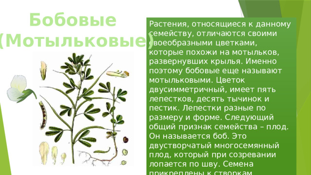 Бобовые (Мотыльковые) Растения, относящиеся к данному семейству, отличаются своими своеобразными цветками, которые похожи на мотыльков, развернувших крылья. Именно поэтому бобовые еще называют мотыльковыми. Цветок двусимметричный, имеет пять лепестков, десять тычинок и пестик. Лепестки разные по размеру и форме. Следующий общий признак семейства – плод. Он называется боб. Это двустворчатый многосемянный плод, который при созревании лопается по шву. Семена прикреплены к створкам. 