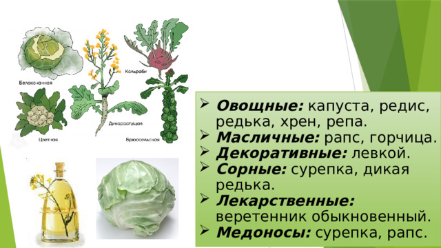 Овощные: капуста, редис, редька, хрен, репа. Масличные: рапс, горчица. Декоративные: левкой. Сорные: сурепка, дикая редька. Лекарственные: веретенник обыкновенный. Медоносы: сурепка, рапс. 