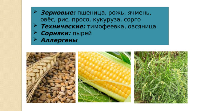 Зерновые: пшеница, рожь, ячмень, овёс, рис, просо, кукуруза, сорго Технические: тимофеевка, овсяница Сорняки: пырей Аллергены 