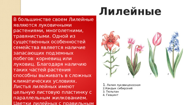 Лилейные В большинстве своем Лилейные являются луковичными растениями, многолетними, травянистыми. Одной из существенных особенностей семейства является наличие запасающих подземных побегов: корневищ или луковиц. Благодаря наличию таких частей растения способны выживать в сложных климатических условиях. Листья лилейных имеют цельную листовую пластинку с параллельным жилкованием. Цветки лилейных с правильным или двусимметричным венчиком, имеют шесть тычинок. 1 .  Лилия луковиценосная 2.Кандык сибирский 3. Тюльпан 4. Гиацинт 