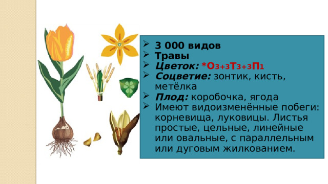 3 000 видов Травы Цветок:  *О 3+3 Т 3+3 П 1 Соцветие: зонтик, кисть, метёлка Плод: коробочка, ягода Имеют видоизменённые побеги: корневища, луковицы. Листья простые, цельные, линейные или овальные, с параллельным или дуговым жилкованием. 