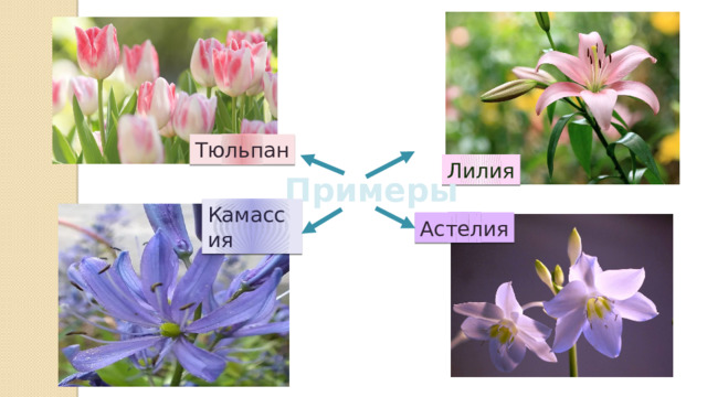 Тюльпан Лилия Примеры Камассия Астелия 