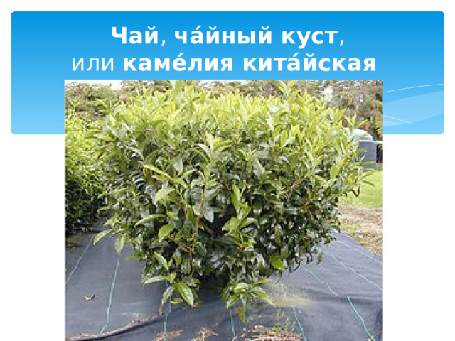 Чай ,  ча́йный куст , или  каме́лия кита́йская  