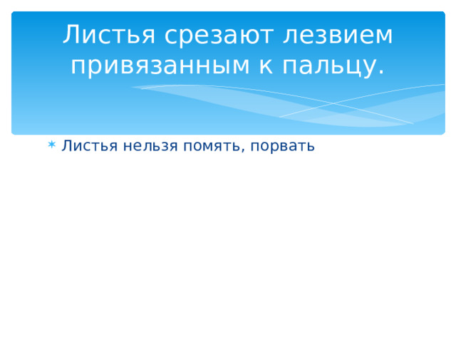 Листья срезают лезвием привязанным к пальцу. Листья нельзя помять, порвать 