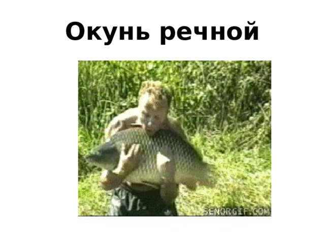 Окунь речной 