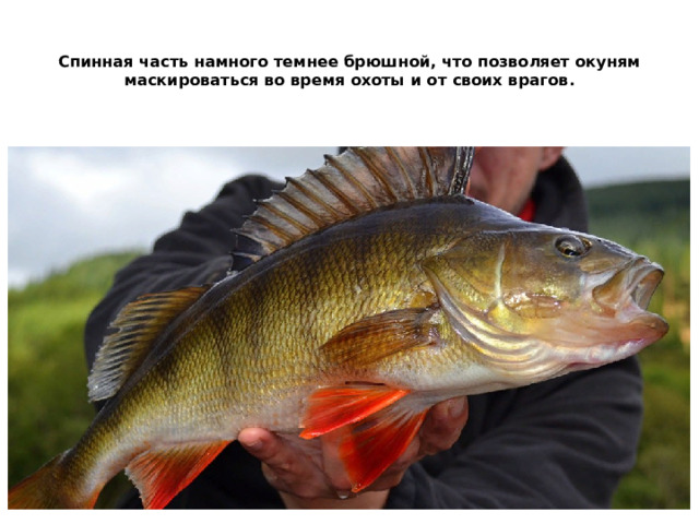   Спинная часть намного темнее брюшной, что позволяет окуням маскироваться во время охоты и от своих врагов.    