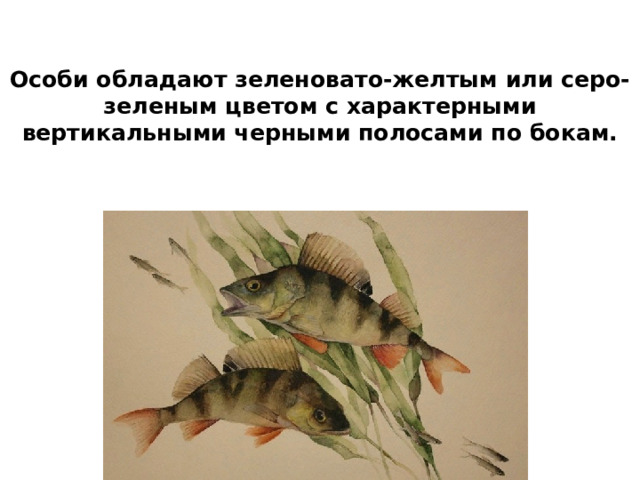   Особи обладают зеленовато-желтым или серо-зеленым цветом с характерными вертикальными черными полосами по бокам.    