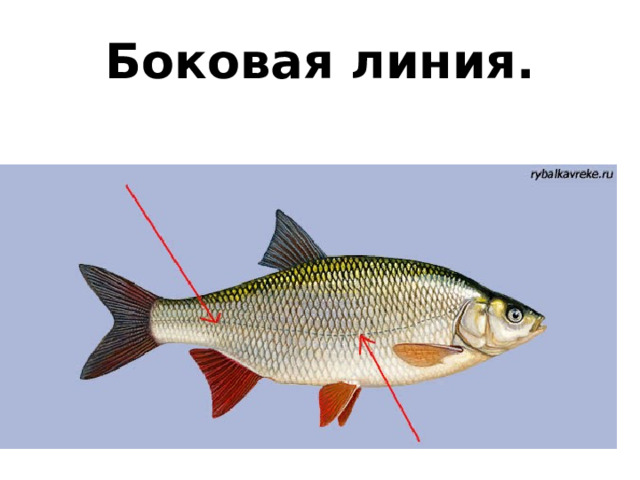 Боковая линия. 