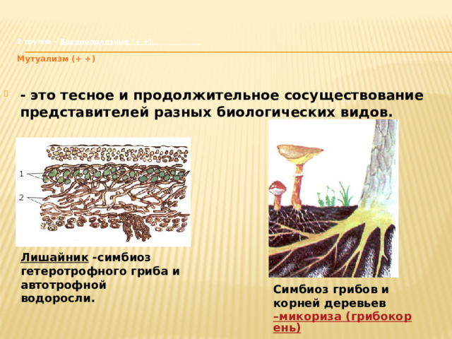 2 группа – Взаимополезные (+ +) .   Мутуализм (+ +)   - это тесное и продолжительное сосуществование представителей разных биологических видов. Лишайник - симбиоз гетеротрофного гриба и автотрофной водоросли. Симбиоз грибов и корней деревьев –микориза (грибокорень) . 