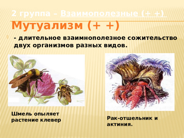 2 группа – Взаимополезные (+ +)  Мутуализм (+ +) - длительное взаимнополезное сожительство двух организмов разных видов. Шмель опыляет растение клевер Рак-отшельник и актиния. 