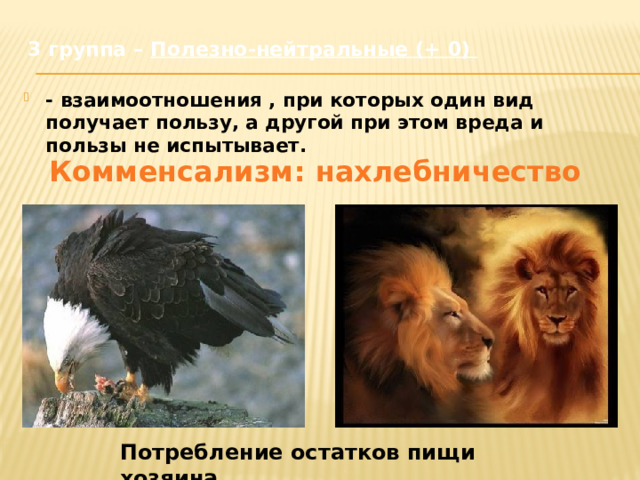 3 группа – Полезно-нейтральные (+ 0)    - взаимоотношения , при которых один вид получает пользу, а другой при этом вреда и пользы не испытывает. Комменсализм: нахлебничество Потребление остатков пищи хозяина. 