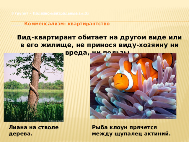 3 группа – Полезно-нейтральные (+ 0)    Комменсализм: квартирантство Вид-квартирант обитает на другом виде или в его жилище, не принося виду-хозяину ни вреда, ни пользы. Лиана на стволе дерева. Рыба клоун прячется между щупалец актиний. 