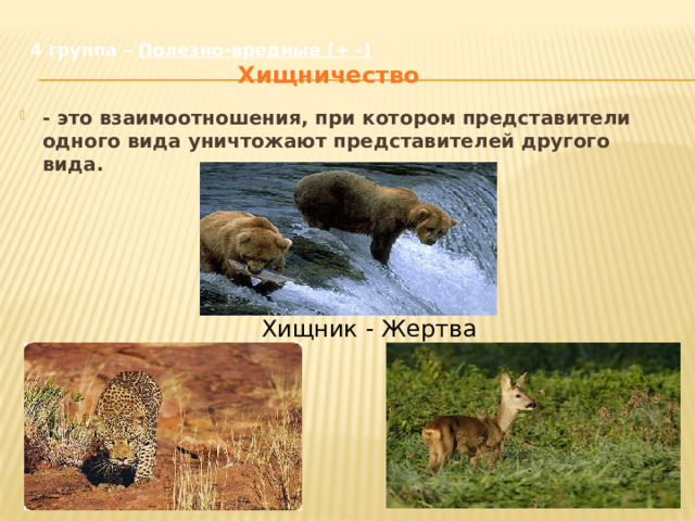 4 группа – Полезно-вредные (+ -)   Хищничество - это взаимоотношения, при котором представители одного вида уничтожают представителей другого вида. Хищник - Жертва 