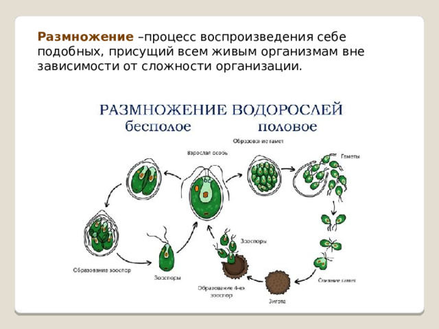 Размножение –процесс воспроизведения себе подобных, присущий всем живым организмам вне зависимости от сложности организации. 
