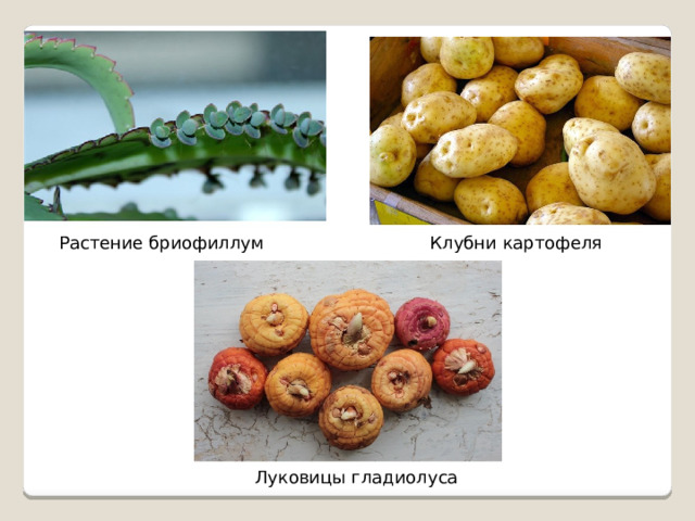 Растение бриофиллум Клубни картофеля Луковицы гладиолуса 