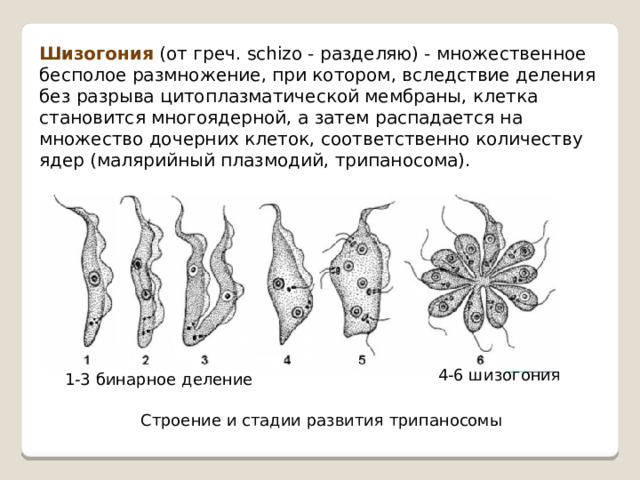 Шизогония (от греч. schizo - разделяю) - множественное бесполое размножение, при котором, вследствие деления без разрыва цитоплазматической мембраны, клетка становится многоядерной, а затем распадается на множество дочерних клеток, соответственно количеству ядер (малярийный плазмодий, трипаносома). 4-6 шизогония 1-3 бинарное деление Строение и стадии развития трипаносомы 