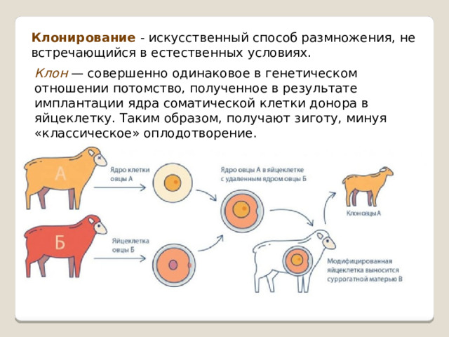 Клонирование - искусственный способ размножения, не встречающийся в естественных условиях. Клон  — совершенно одинаковое в генетическом отношении потомство, полученное в результате имплантации ядра соматической клетки донора в яйцеклетку. Таким образом, получают зиготу, минуя «классическое» оплодотворение. 