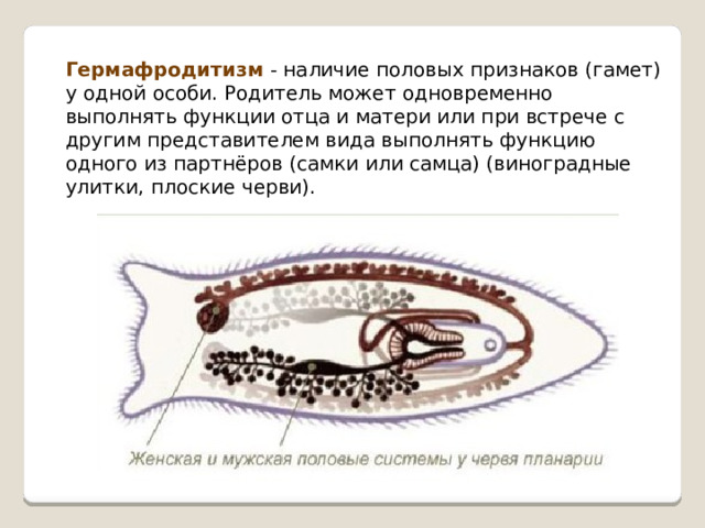 Гермафродитизм - наличие половых признаков (гамет) у одной особи. Родитель может одновременно выполнять функции отца и матери или при встрече с другим представителем вида выполнять функцию одного из партнёров (самки или самца) (виноградные улитки, плоские черви). 