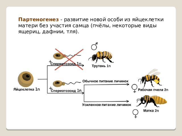 Партеногенез - развитие новой особи из яйцеклетки матери без участия самца (пчёлы, некоторые виды ящериц, дафнии, тля). 