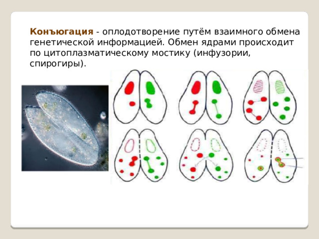 Конъюгация - оплодотворение путём взаимного обмена генетической информацией. Обмен ядрами происходит по цитоплазматическому мостику (инфузории, спирогиры). 