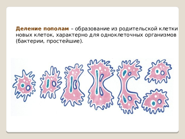 Деление пополам – образование из родительской клетки новых клеток, характерно для одноклеточных организмов (бактерии, простейшие). 