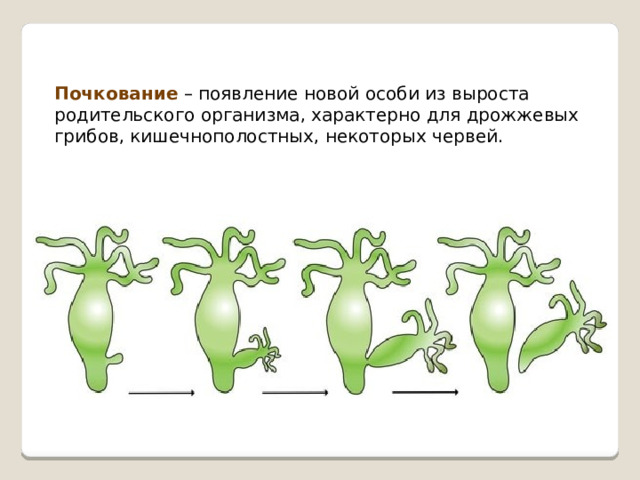 Почкование – появление новой особи из выроста родительского организма, характерно для дрожжевых грибов, кишечнополостных, некоторых червей. 