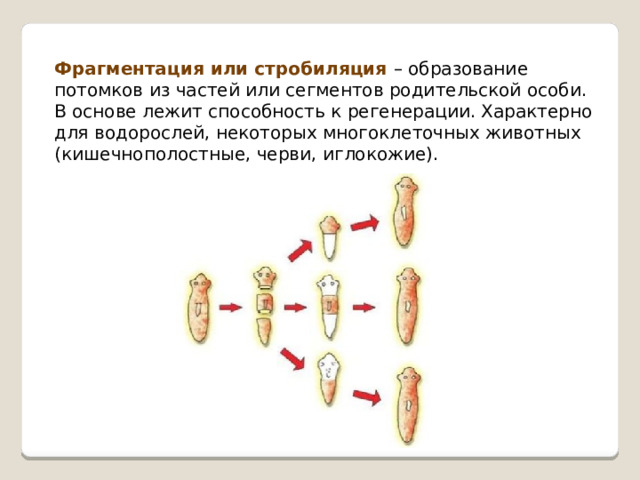 Фрагментация или стробиляция – образование потомков из частей или сегментов родительской особи. В основе лежит способность к регенерации. Характерно для водорослей, некоторых многоклеточных животных (кишечнополостные, черви, иглокожие). 