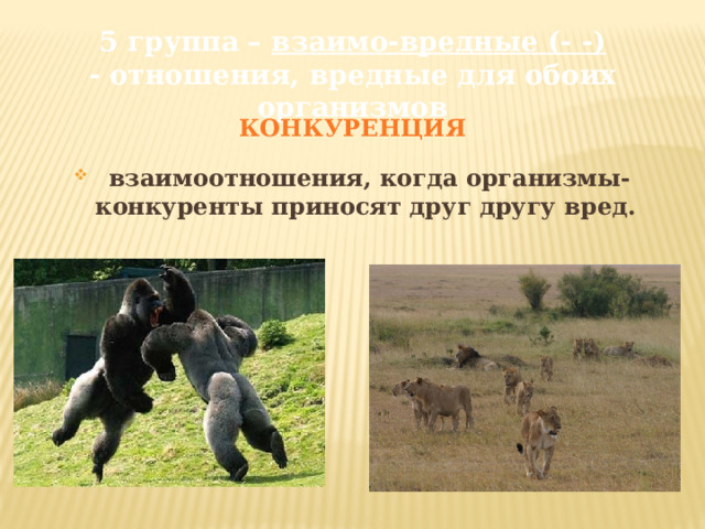 5 группа – взаимо-вредные (- -)  - отношения, вредные для обоих организмов   КОНКУРЕНЦИЯ  взаимоотношения, когда организмы-конкуренты приносят друг другу вред. 