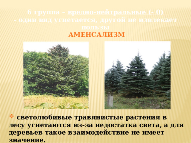 6 группа – вредно-нейтральные (- 0)  - один вид угнетается, другой не извлекает пользы  АМЕНСАЛИЗМ  светолюбивые травянистые растения в лесу угнетаются из-за недостатка света, а для деревьев такое взаимодействие не имеет значение. 