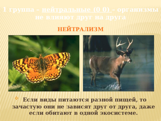 1 группа – нейтральные (0 0) – организмы не влияют друг на друга НЕЙТРАЛИЗМ  Если виды питаются разной пищей, то зачастую они не зависят друг от друга, даже если обитают в одной экосистеме. 