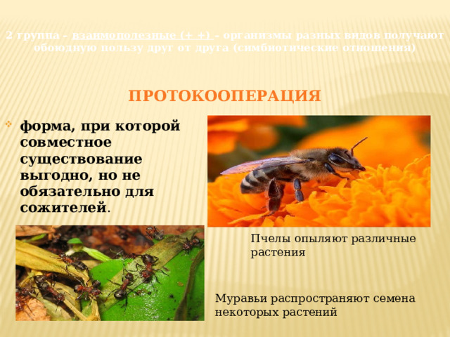 2 группа – взаимополезные (+ +) – организмы разных видов получают обоюдную пользу друг от друга (симбиотические отношения) ПРОТОКООПЕРАЦИЯ форма, при которой совместное существование выгодно, но не обязательно для сожителей . Пчелы опыляют различные растения Муравьи распространяют семена некоторых растений 
