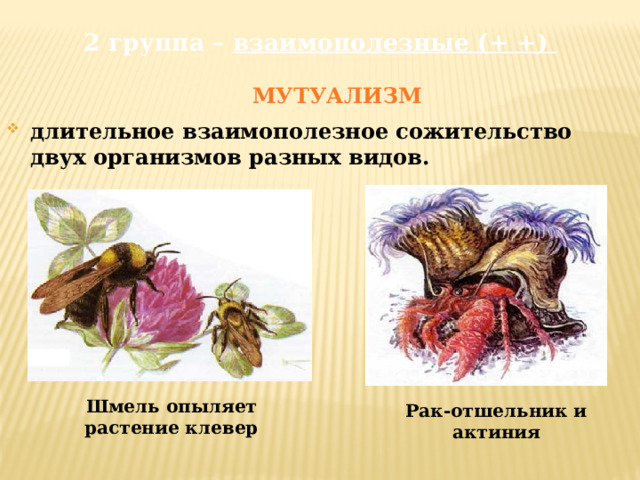 2 группа – взаимополезные (+ +)   МУТУАЛИЗМ длительное взаимополезное сожительство двух организмов разных видов. Шмель опыляет растение клевер Рак-отшельник и актиния 
