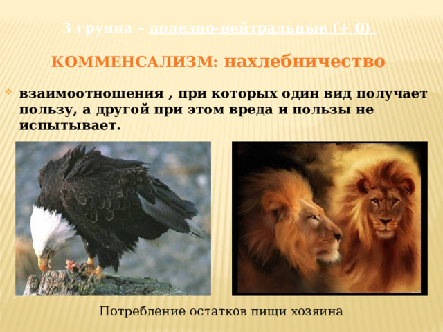 3 группа – полезно-нейтральные (+ 0)    КОММЕНСАЛИЗМ: нахлебничество взаимоотношения , при которых один вид получает пользу, а другой при этом вреда и пользы не испытывает. Потребление остатков пищи хозяина 