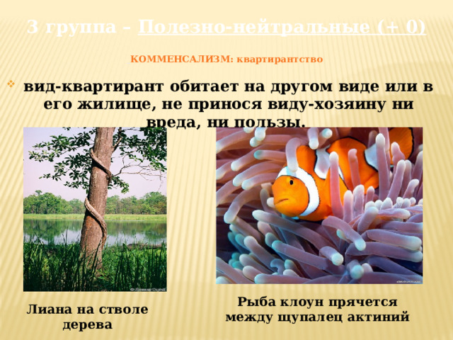 3 группа – Полезно-нейтральные (+ 0)   КОММЕНСАЛИЗМ: квартирантство   вид-квартирант обитает на другом виде или в его жилище, не принося виду-хозяину ни вреда, ни пользы. Рыба клоун прячется между щупалец актиний Лиана на стволе дерева 