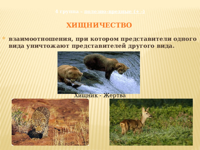 4 группа – полезно-вредные (+ -)   ХИЩНИЧЕСТВО  взаимоотношения, при котором представители одного вида уничтожают представителей другого вида. Хищник - Жертва 