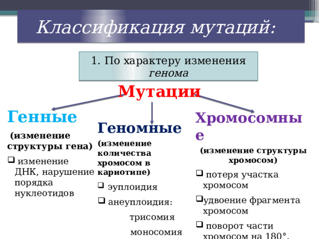 Классификация мутаций: 1. По характеру изменения генома Мутации Генные  (изменение структуры гена)  изменение ДНК, нарушение порядка нуклеотидов Хромосомные (изменение структуры хромосом)  потеря участка хромосом удвоение фрагмента хромосом  поворот части хромосом на 180°. Геномные (изменение количества хромосом в кариотипе)  эуплоидия  анеуплоидия:  трисомия  моносомия 