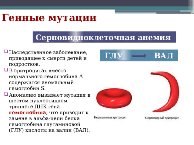 Генные мутации Серповидноклеточная анемия Наследственное заболевание, приводящее к смерти детей и подростков. В эритроцитах вместо нормального гемоглобина A содержится аномальный гемоглобин S. Аномалию вызывает мутация в шестом нуклеотидном триплете ДНК гена гемоглобина , что приводит к замене в альфа-цепи белка гемоглобина глутаминовой (ГЛУ) кислоты на валин (ВАЛ). ГЛУ ВАЛ 