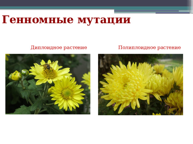 Генномные мутации Полиплоидное растение  Диплоидное растение  
